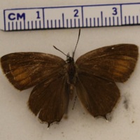 Satyrium ilicis