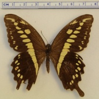 Papilio constantinus