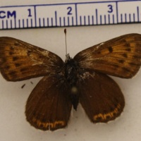 Lycaena hippothoe