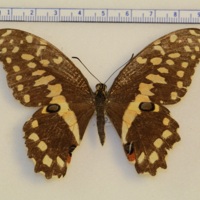 Papilio demodocus