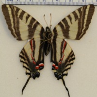 http://insects.davidson.edu/virtualinsects/files/original/IMG_416.JPG