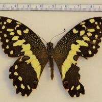 Papilio demodocus