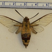 http://insects.davidson.edu/virtualinsects/files/original/IMG_1021.JPG