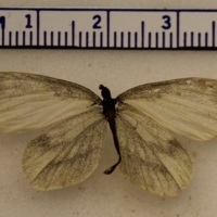 Leptidea sinapis