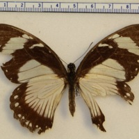 Papilio dardanus