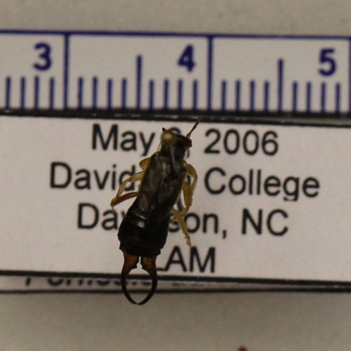 http://insects.davidson.edu/virtualinsects/files/original/IMG_9497.JPG