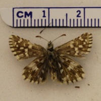 Pyrgus malvae