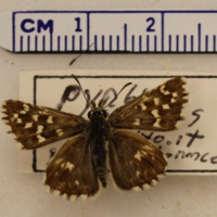 Pyrgus alveus