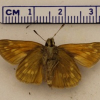 Ochlodes sylvanus