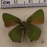 Callophrys rubi