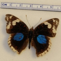 Junonia oenone