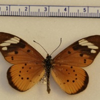 Acraea encedon