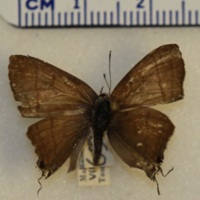 Hypolycaena philippus