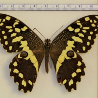 Papilio demodocus