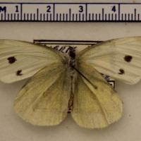 Pieris rapae