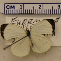 Eurema albula