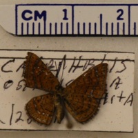 Calephelis costaricicola