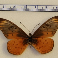 Acraea sp.