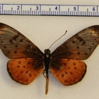 Acraea sp.