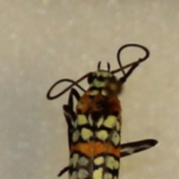 http://insects.davidson.edu/virtualinsects/files/original/IMG_1026.JPG