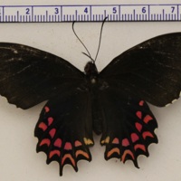 Parides photinus