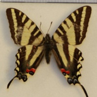 Neographium marcellus