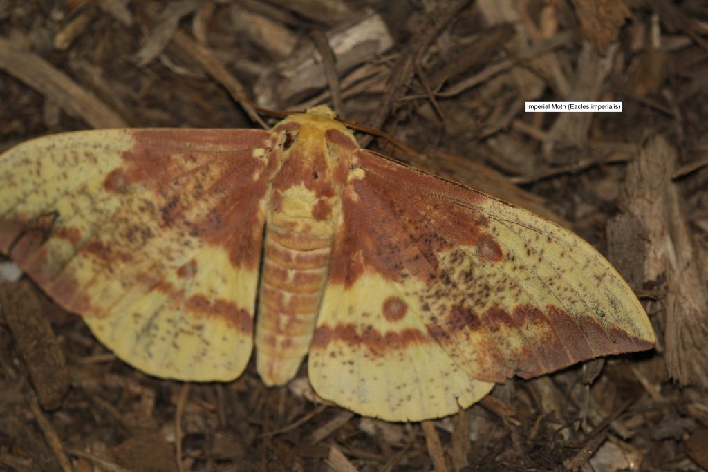 Imperial moth (Eacles imperialis)