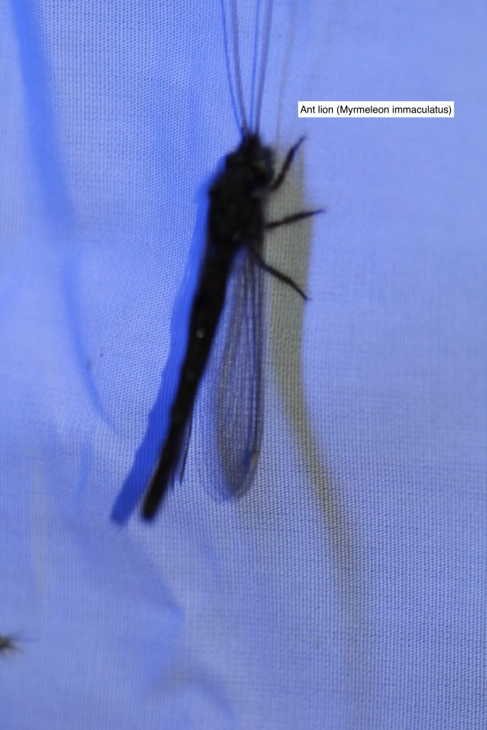 owlfly